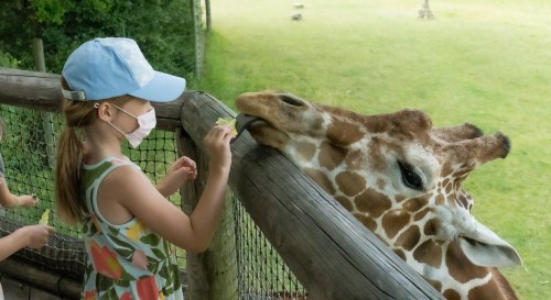 A child in a cap feeds a giraffe at a zoo, with another giraffe nearby, in a green outdoor setting.