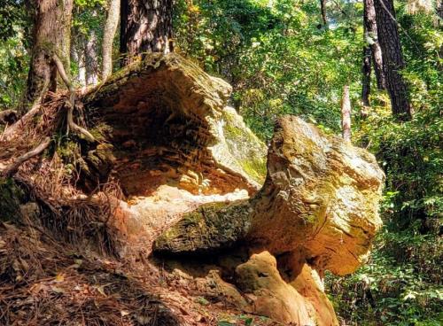 A large, weathered rock formation surrounded by lush green trees and foliage in a forest setting.