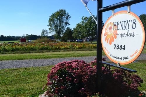 Sign for Henry's Gardens with colorful flowers and a clear blue sky in the background. Established 2012.