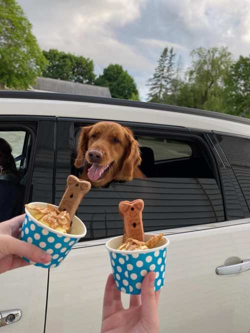 A golden retriever leans out of a car window, excitedly looking at two cups of ice cream topped with dog treats.