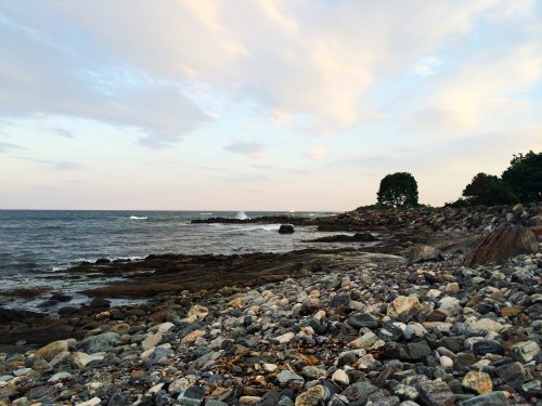 Rocky shoreline with calm waves, scattered stones, and a tree against a pastel sky at dusk.