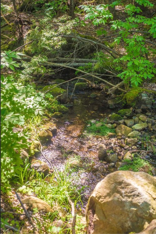 A serene forest scene featuring a small stream surrounded by rocks and lush green foliage. Sunlight glimmers on the water.