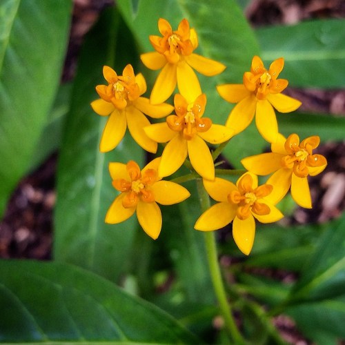 A cluster of bright yellow flowers with star-shaped petals surrounded by green leaves.