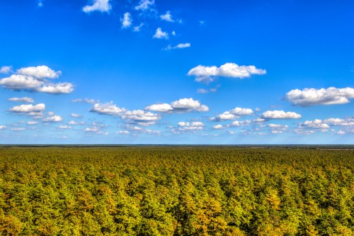 A vast green forest stretches under a bright blue sky dotted with fluffy white clouds.