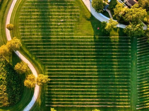 Aerial view of a vineyard with neatly arranged rows, surrounded by trees and a winding path.