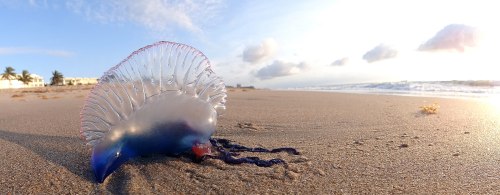 A jellyfish washed up on a sandy beach, with gentle waves and a cloudy sky in the background.