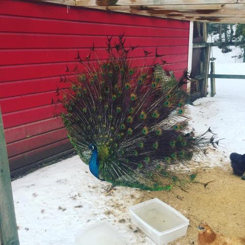 A peacock displaying its vibrant feathers in a snowy yard near a red barn, with chickens nearby.