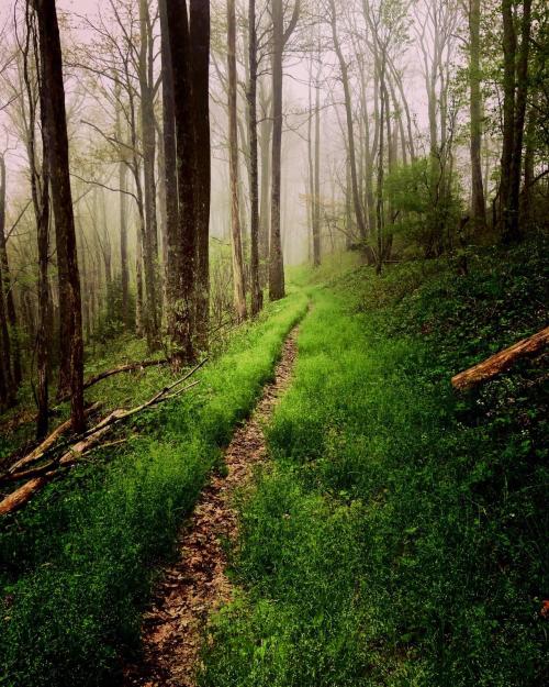A misty forest path lined with tall trees and lush green grass, creating a serene and tranquil atmosphere.