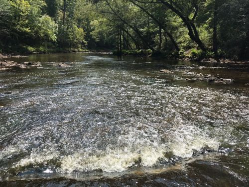 A serene river flows through a lush green forest, with sunlight reflecting off the water's surface.