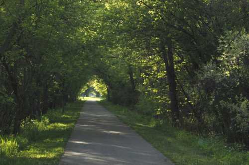 A serene pathway lined with lush green trees, creating a natural archway of foliage overhead.