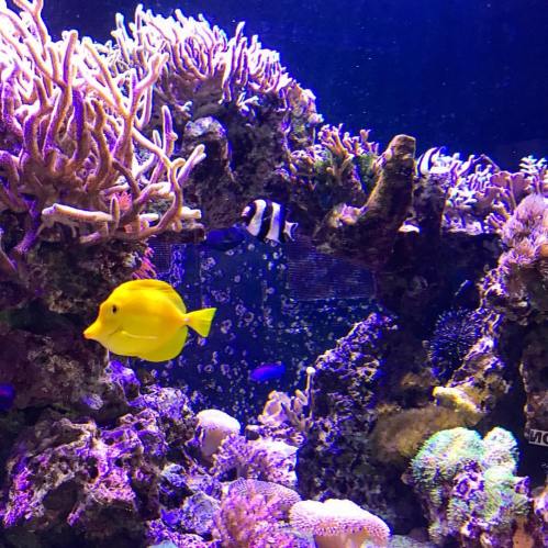 A vibrant underwater scene featuring a yellow fish swimming among colorful coral and other marine life.