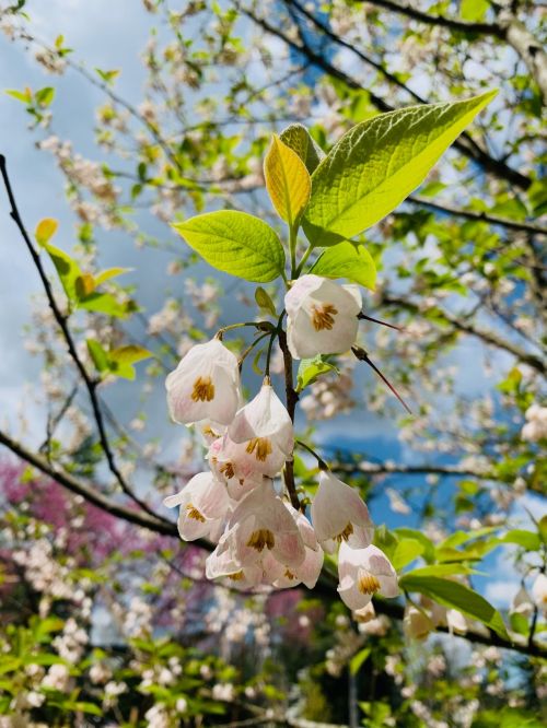 Delicate pink and white flowers hang from a branch, surrounded by green leaves and a bright blue sky.