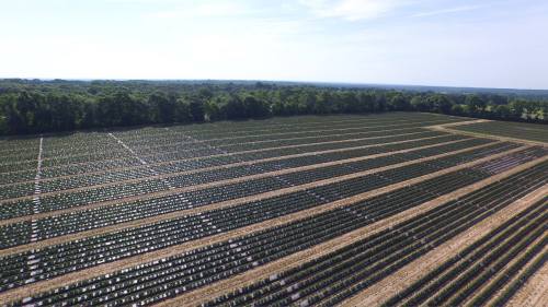 Aerial view of a vast agricultural field with rows of crops and trees in the background under a clear blue sky.