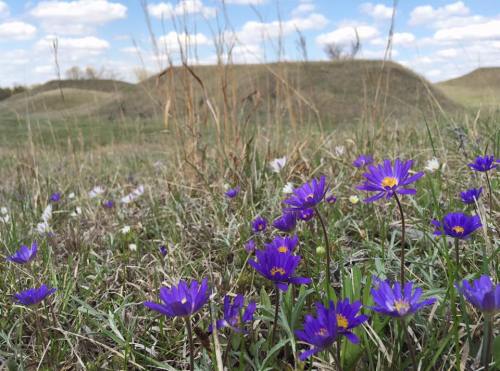 A field of purple flowers in the foreground with grassy hills and a blue sky dotted with clouds in the background.