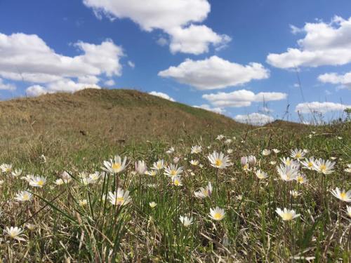 A field of white flowers in the foreground with a grassy hill and fluffy clouds in a blue sky above.