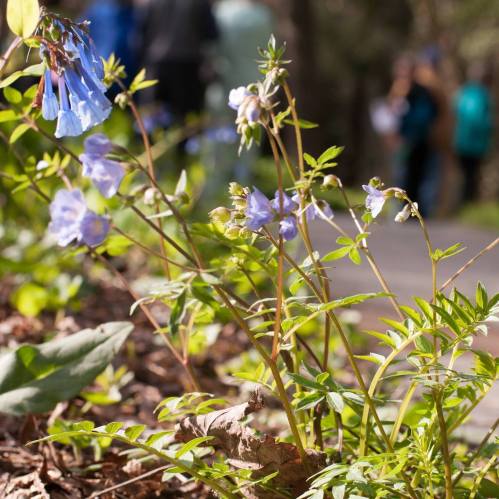 A cluster of blue flowers grows near a path, with blurred figures in the background.