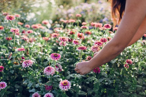 A hand gently picks a flower from a vibrant garden filled with pink and purple blooms.
