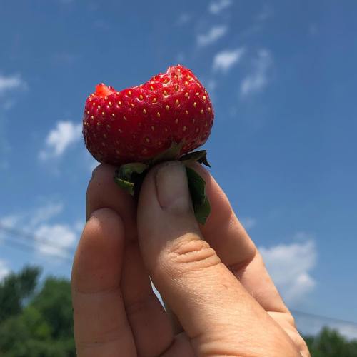 A hand holding a partially eaten strawberry against a clear blue sky.