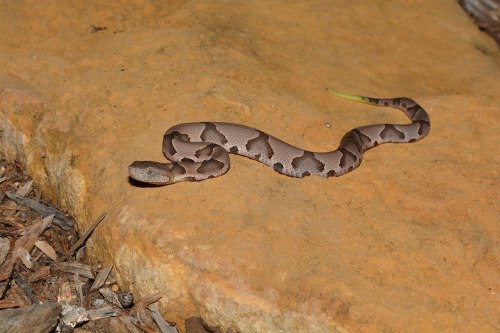A brown and tan patterned snake resting on a rocky surface surrounded by dry leaves.