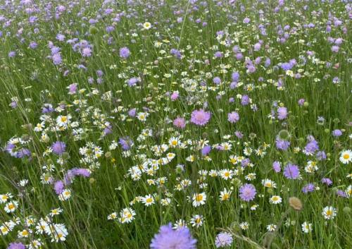 A vibrant field filled with purple and white wildflowers, creating a colorful and lush natural landscape.