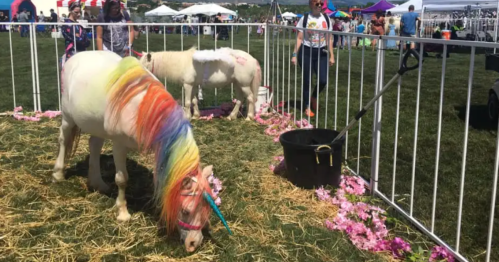 Two ponies with colorful manes graze in a fenced area at a fair, surrounded by flowers and people in the background.