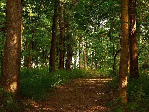 A serene forest path surrounded by tall trees and lush greenery, dappled sunlight filtering through the leaves.