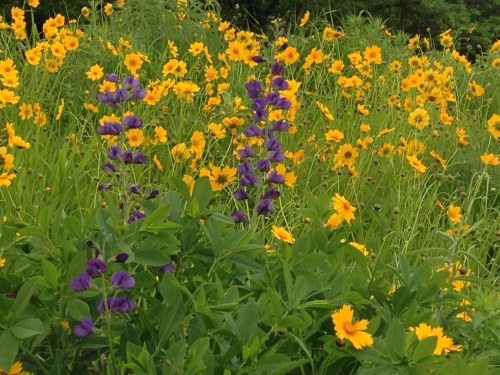 A vibrant field of yellow flowers with tall purple blooms in the foreground, surrounded by lush green foliage.