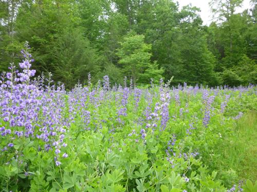 A vibrant field of purple flowers surrounded by lush green trees and foliage.