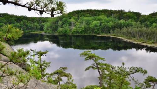 A serene lake surrounded by lush green trees, reflecting the sky and forest in calm waters.