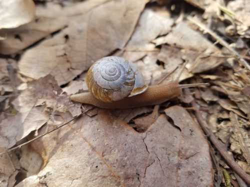 A close-up of a snail with a spiral shell crawling over dry, brown leaves on the ground.