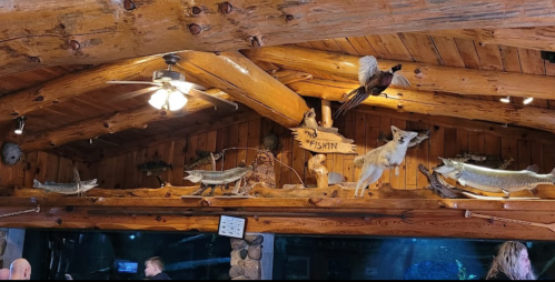 Wooden interior with mounted fish, a bird, and a deer, featuring a "No Fishing" sign above an aquarium.