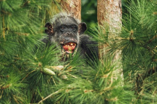 A chimpanzee peeks through green pine branches, showing its teeth with a playful expression.