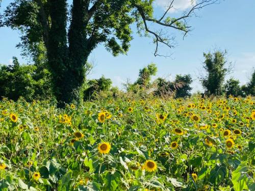 A vibrant field of sunflowers under a clear blue sky, with a large tree in the background.
