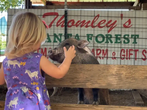 A young child gently pets a pig at a farm, with a sign in the background reading "Thornley's Santa Forest."