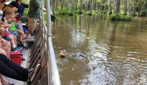 A group of people on a boat watching an alligator in a swampy area, with trees and water surrounding them.