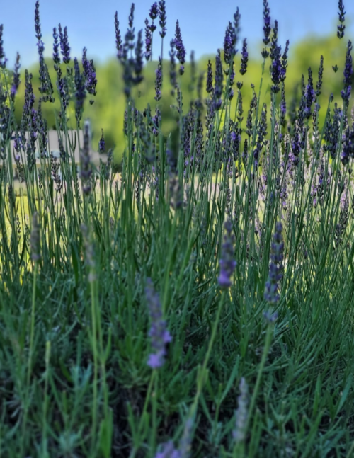 A close-up of lavender plants with tall green stems and purple flowers against a blurred background of greenery.