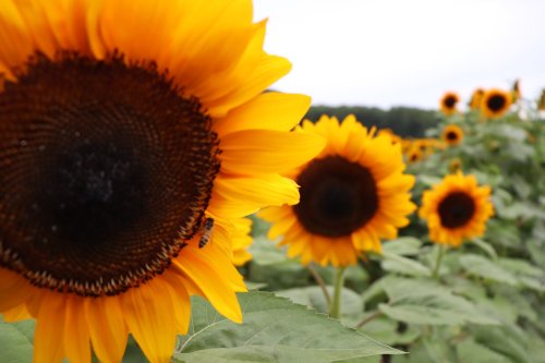 Close-up of vibrant sunflowers in a field, with a bee on one flower and more sunflowers in the background.