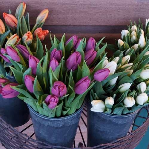 A variety of colorful tulips in metal pots, featuring red, purple, and white blooms, arranged in a circular display.