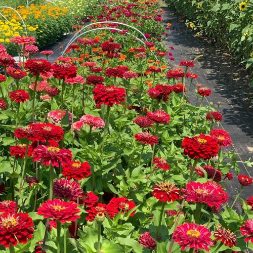 A vibrant garden filled with colorful zinnias in various shades, surrounded by blooming flowers in the background.