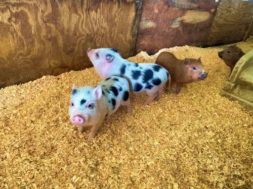 Four small pigs of different colors standing on a bed of wood shavings in a barn.