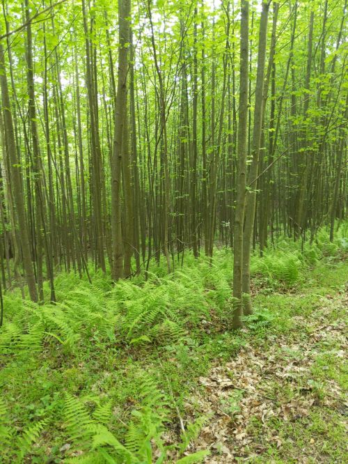 A dense forest with tall, slender trees and lush green ferns covering the ground.