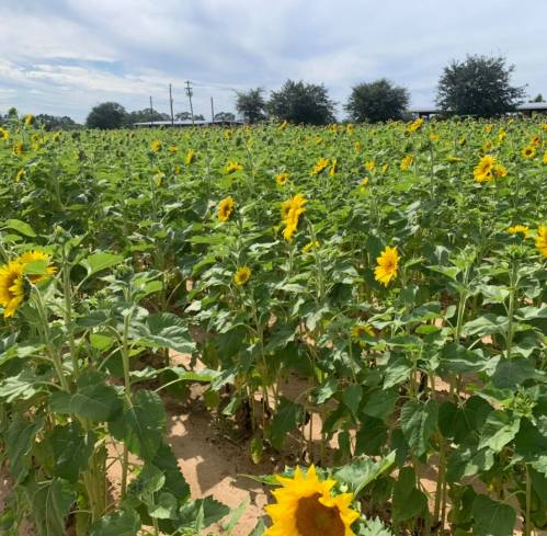 A vibrant field of sunflowers under a cloudy sky, stretching towards the horizon.