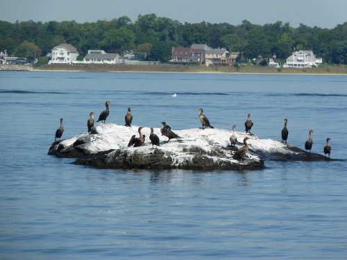 A rocky outcrop in the water with several birds perched on it, surrounded by calm blue water and distant houses.