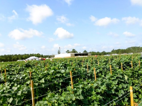 A lush green field of crops with wooden posts, under a blue sky with fluffy clouds and a building in the background.