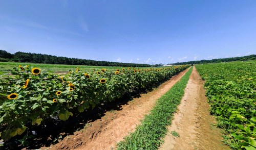A sunny field with rows of sunflowers on one side and green crops on the other, under a clear blue sky.