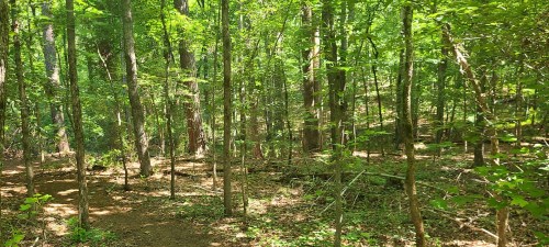 Lush green forest with tall trees and a winding path through the underbrush, dappled sunlight filtering through leaves.