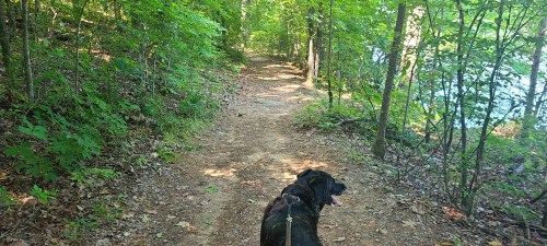 A dog walks along a dirt path in a lush green forest by a calm lake. Sunlight filters through the trees.