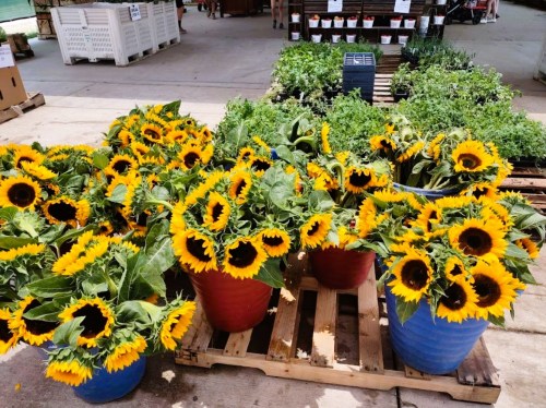 Bright sunflowers in blue and red pots, arranged on wooden pallets, with greenery in the background.