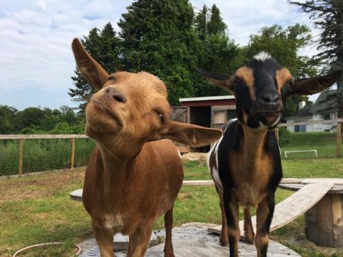 Two goats with playful expressions stand in a grassy area, surrounded by trees and a wooden structure.