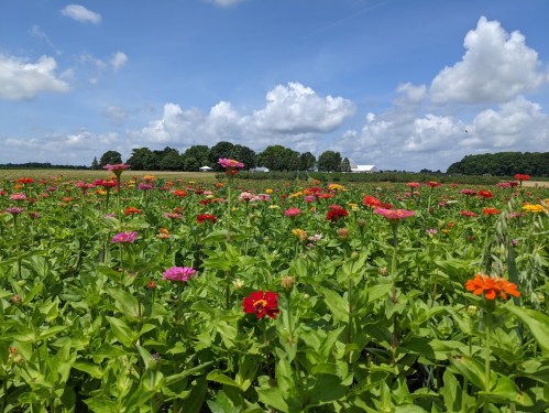 A vibrant field of colorful flowers under a blue sky with fluffy clouds and green trees in the background.